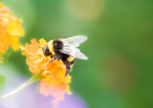 Bee on flower