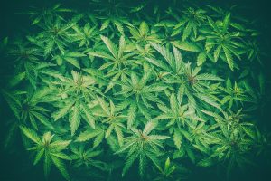 Cannabis plants