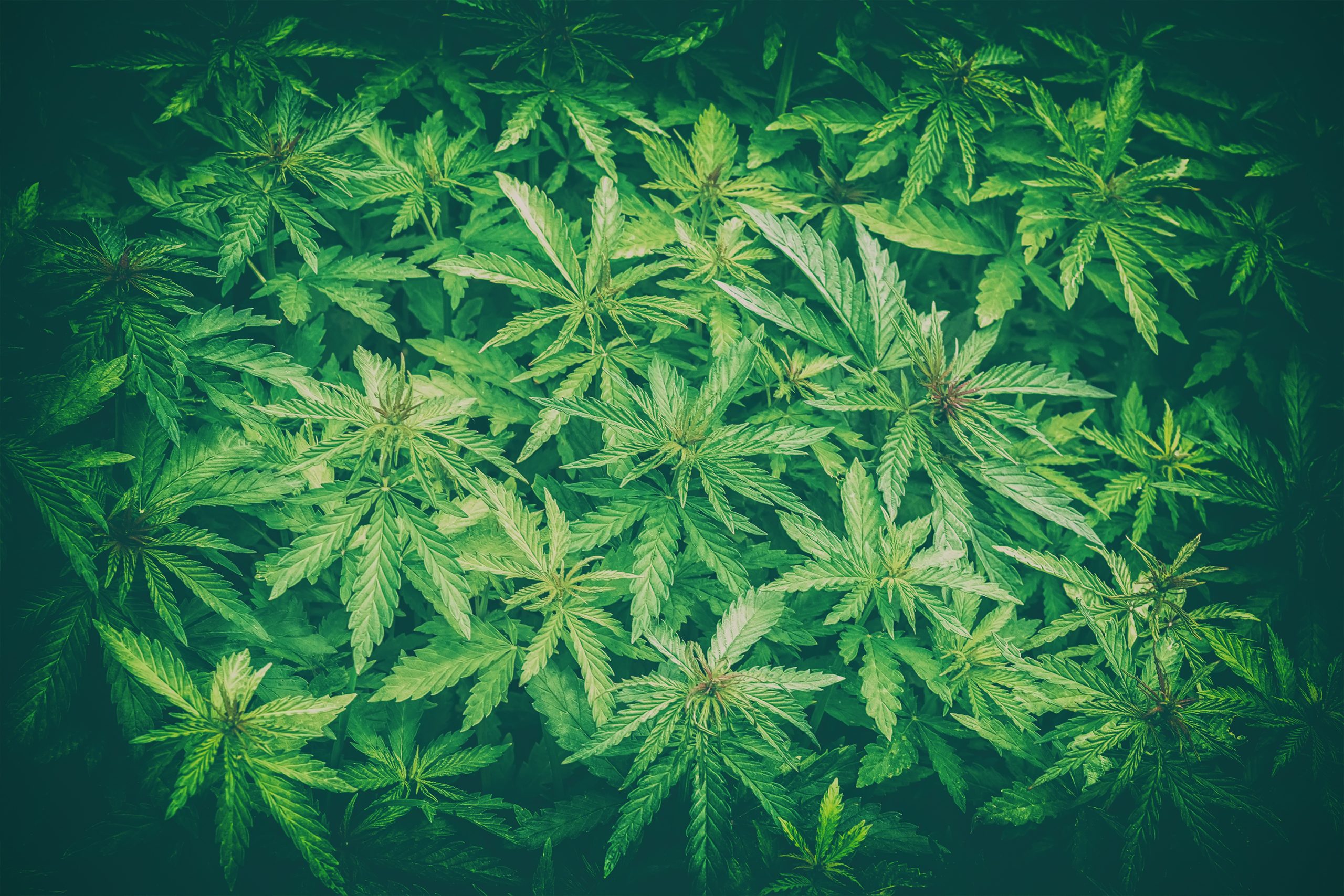 Cannabis plants